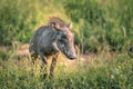 Baby Warthog up close to the camera in Kruger National Park Royalty Free Stock Photo