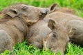 Baby warthogs sleeping in grass Royalty Free Stock Photo