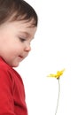 Baby watching a daisy Royalty Free Stock Photo