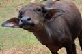 Baby water buffalo, Sri Lanka Royalty Free Stock Photo