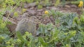 Baby Water Pipit among Flowers