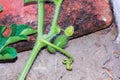 Baby watermelon growing.