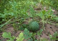 Baby watermelon