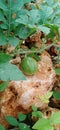 a baby watermelon the size of a marble that has struggled through a long drought. Royalty Free Stock Photo