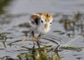 Baby Wattled Jacana - Panama