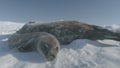 Baby weddell seal sniff camera antarctica close-up Royalty Free Stock Photo