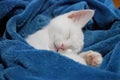 White cat sleeping in a blue blanket Royalty Free Stock Photo