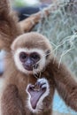 The baby of white-cheek gibbon Royalty Free Stock Photo