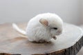 Baby white chinchilla sitting on brown wood slice. Lovely and cute pet, background, close-up. Royalty Free Stock Photo