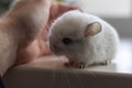 Baby white chinchilla sitting near male hand on white windowsill. Lovely and cute pet, background, close-up Royalty Free Stock Photo