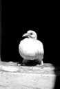 Baby White Dove On A Black Background Royalty Free Stock Photo