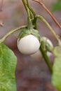 Baby White Eggplant