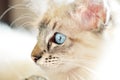 Baby white fluffy kitten with bright blue eyes closeup portrait Royalty Free Stock Photo