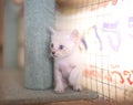 The baby white kitten looking at something while it`s sitting on the bed in the CatÃ¢â¬â¢s house. Royalty Free Stock Photo