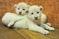 Baby white lions