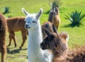 A baby white llama