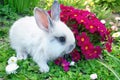 Baby white rabbit in grass