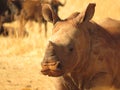 IMG_8049    Baby Rhino : Little Master of Africa Royalty Free Stock Photo