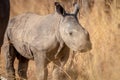 Baby White rhino calf in the high grass Royalty Free Stock Photo