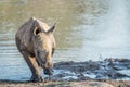 Baby White rhino calf playing in the water Royalty Free Stock Photo