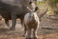 Baby White rhino with his mother.