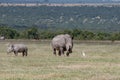 baby white rhino and its mother Royalty Free Stock Photo