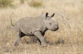 Baby White Rhino, South Africa Royalty Free Stock Photo