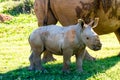 Baby white rhino with their mother nearby