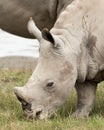 Baby White Rhino Royalty Free Stock Photo