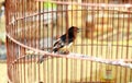 Baby of White-rumped shama Royalty Free Stock Photo