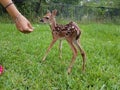 Baby White Tail Fawn Royalty Free Stock Photo