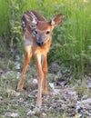 Baby White-tailed Deer Bambi portrait into the grass, Quebec