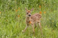 Deer Fawn Surrounded by Orange Wildflowers Royalty Free Stock Photo