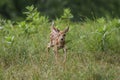 Baby White-Tailed Deer fawn walks through tall grass field Royalty Free Stock Photo