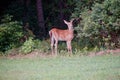 Alert Young White Tailed Deer Standing at edge of Forest