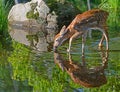 Baby White-tailed deer water reflections. Royalty Free Stock Photo