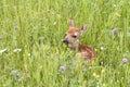 Baby White tailed Fawn Curled up in Wildflower Meadow Royalty Free Stock Photo