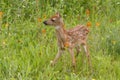 White tailed fawn standing in Wildflowers Royalty Free Stock Photo