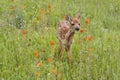 Baby White Tailed Fawn Standing in Orange Wildflowers Royalty Free Stock Photo