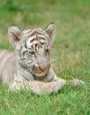 Baby white tiger Royalty Free Stock Photo