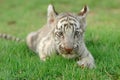Baby white tiger Royalty Free Stock Photo
