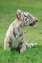 Baby white tiger Royalty Free Stock Photo