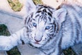 Baby white tiger in blue eyes Royalty Free Stock Photo