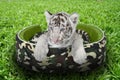 Baby white tiger laying in a mattress Royalty Free Stock Photo