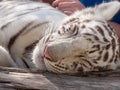 Baby white tiger sleeping
