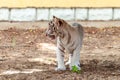 Baby white tiger is walking Royalty Free Stock Photo