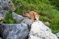 Baby Whitetail Deer Fawn Resting Behind Boulder Royalty Free Stock Photo