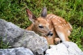 Baby Whitetail Deer Fawn Watching From Behind Boulder