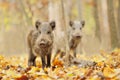 Baby wild boar in autumn forest. Wildlife scene from nature Royalty Free Stock Photo