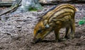 Baby wild boar in closeup, piglet grubbing in the earth, common swine specie from the forest of Eurasia